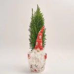 Зображення товару Кипарис Елвуді Декор в кер. з гномом, артикул: 54045