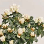 Зображення товару Азалія мікс штам, артикул: 24758