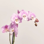 Зображення товару Фаленопсис 1ст. мікс, артикул: 18850