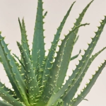 Зображення товару Алоє Арборесценс, артикул: 33827