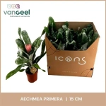 Зображення товару Ехмея Прімера, артикул: 55537