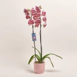 Зображення товару Фаленопсис в Кашпо Сет 427, артикул: 55485