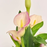 Зображення товару Зантедескія Капітан Марерро, артикул: 55854