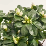 Зображення товару Азалія біла, артикул: 46934