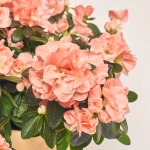 Зображення товару Азалія мікс в кер., артикул: 53757