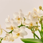 Зображення товару Фаленопсис Мф "Назаре" 4ст. в кер., артикул: 49370