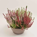 Зображення товару Калуна Кватро, артикул: 52471