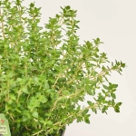 Зображення товару Мікс пряних трав, артикул: 36076