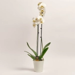 Зображення товару Фаленопсис та Кашпо Сет 225, артикул: 53726