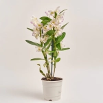 Зображення товару Дендробіум Куміко 2ст., артикул: 19262