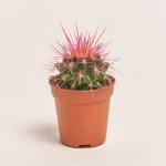 Зображення товару Ехінокактус Рейнбов, артикул: 2390