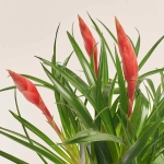 Зображення товару Врієзія Мф мікс, артикул: 53959