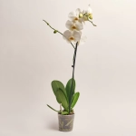 Зображення товару Фаленопсис 1ст. мікс, артикул: 18850