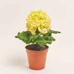 Зображення товару Хризантема КоКо мікс Decorum, артикул: 46355