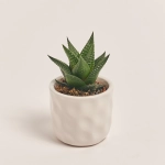 Зображення товару Сукулент мікс в кер., артикул: 22213