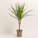 Зображення товару Драцена Маргіната 1ст., артикул: 52594