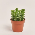 Зображення товару Красула Пер, артикул: 31739