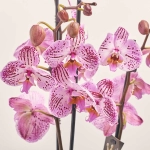 Зображення товару Фаленопсис мікс 3ст., артикул: 18363