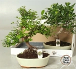 Зображення товару Бонсай в кер., артикул: 52984