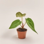 Зображення товару Антуріум Кристалічний Магніфікум, артикул: 51974