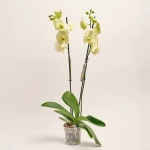 Зображення товару Фаленопсис 2ст. мікс, артикул: 19290