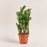 Зображення товару Заміокулькас 5ст., артикул: 54990