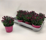 Зображення товару Діантус Віва Маджента, артикул: 56885