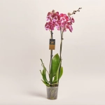 Зображення товару Фаленопсис 2ст. мікс, артикул: 18519