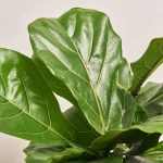 Зображення товару Фікус Лірата, артикул: 18058