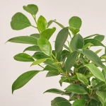 Зображення товару Бонсай в кер., артикул: 17924