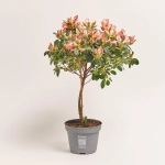 Зображення товару Азалія Сачсенстер штамбова, артикул: 37196