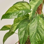 Зображення товару Епіпремнум Балтик Блу, артикул: 52849