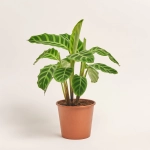 Зображення товару Калатея мікс, артикул: 56848