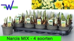 Зображення товару Нарцис мікс, артикул: 56896