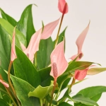 Зображення товару Сет LEGO та Антуріум у кашпо, артикул: 57031