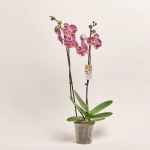 Зображення товару Фаленопсис 2ст. мікс, артикул: 19290