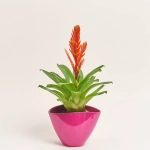 Зображення товару Врієзія та Кашпо Сет 212, артикул: 46281