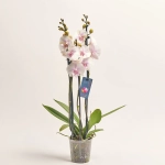 Зображення товару Фаленопсис 3ст. мікс, артикул: 23152