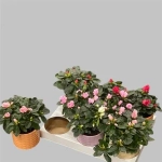 Зображення товару Азалія мікс в кер., артикул: 53419