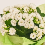 Зображення товару Каланхоє "Хелловін" мікс в кер., артикул: 52613