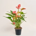 Зображення товару Антуріум Романтіко, артикул: 51569