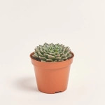 Зображення товару Ехеверія мікс, артикул: 33840