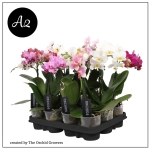 Зображення товару Фаленопсис мультифлора 1/2ст. мікс, артикул: 53124