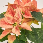 Зображення товару Пуансетія Айс Принцес, артикул: 53689