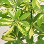 Зображення товару Шефлера Шарлотта, артикул: 1306