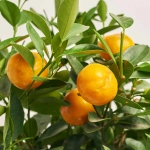 Зображення товару Цитрофортунелла мікрокарпа мандарин, артикул: 52846