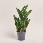 Зображення товару Заміокулькас Ліма 5ст., артикул: 53970