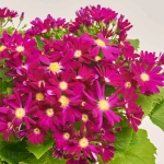 Зображення товару Перікаліс Венеція мікс, артикул: 4064