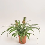 Зображення товару Ананас Аміго 2ст., артикул: 6526