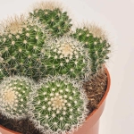 Зображення товару Кактус мікс, артикул: 25671